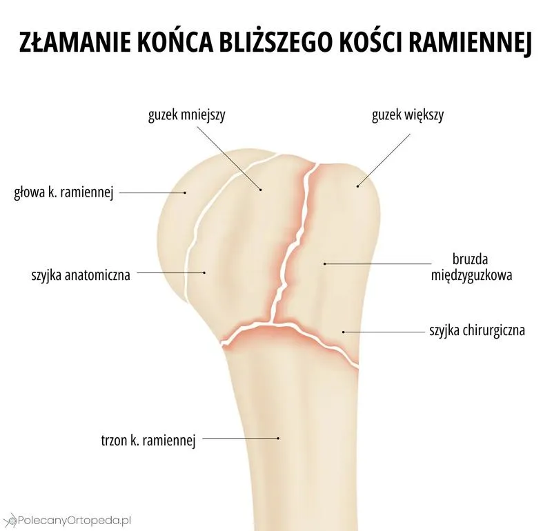 Gdzie znaleźć najlepsze źródła do oglądania serialu Kości?