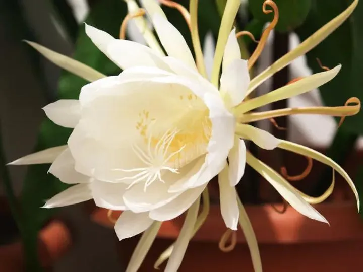 Ile odcinków liczy serial Królowa jednej nocy? Sprawdź pełną listę!