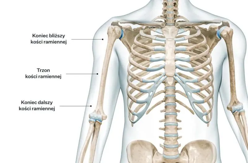 Porównanie platform streamingowych