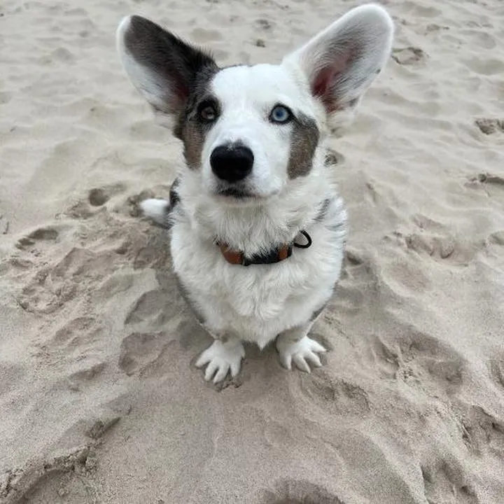 Premiera i marketing filmu